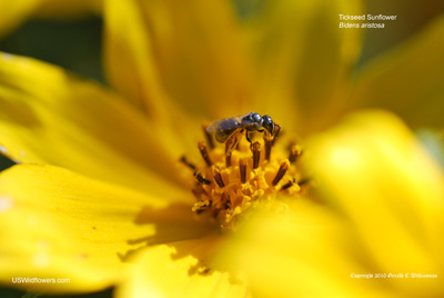 Bee on Bidens