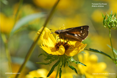 Butterfly on Bidens