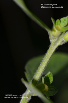 Dasistoma macrophylla