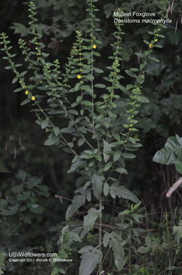 Dasistoma macrophylla