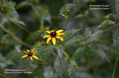 Browneyed Susan, Thin-leaf Coneflower, Three-lobed Coneflower - Rudbeckia triloba Browneyed Susan, Thin-leaf Coneflower, Three-lobed Coneflower - Rudbeckia triloba