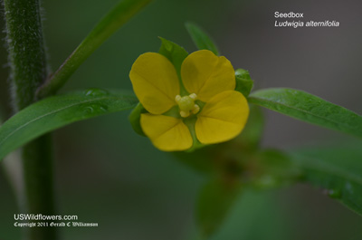 Seedbox, Smooth Seedbox, Bushy Seedbox, Rattle-box, Square-pod Water-primrose - Ludwigia alternifolia