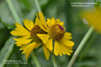 Purple-headed Sneezeweed, Purplehead Sneezeweed - Helenium flexuosum
