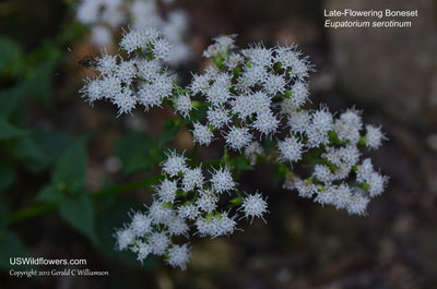 Late-Flowering Thoroughwort, Late-Flowering Boneset - Eupatorium serotinum