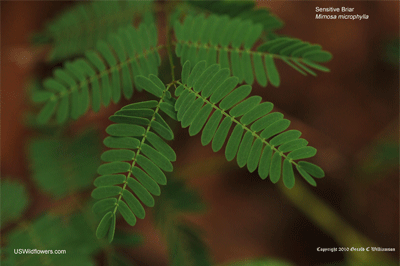 Sensitive Briar's sensitive leaf in motion