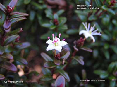 Mountain Myrtle - Leiophyllum buxifolium Mountain Myrtle - Leiophyllum buxifolium