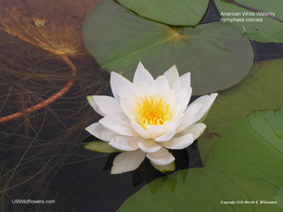 American White Water Lily - Nymphaea odorata American White Water Lily - Nymphaea odorata