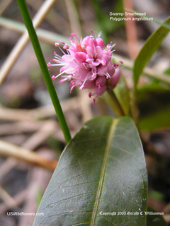 Swamp Smartweed - Polygonum amphibium Swamp Smartweed - Polygonum amphibium