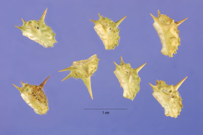 Tribulus cistoides
