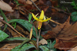 False Trout Lily - Erythronium americanum