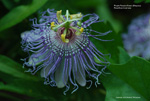 Purple Passionflower - Passiflora incarnata