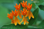 Butterfly Milkweed, Butterfly Weed, Pleurisy Root, Orange Milkweed - Asclepias tuberosa