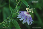 Purple Passionflower - Passiflora incarnata