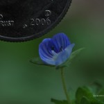 Speedwell size reference