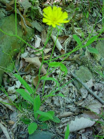 Click to see next picture