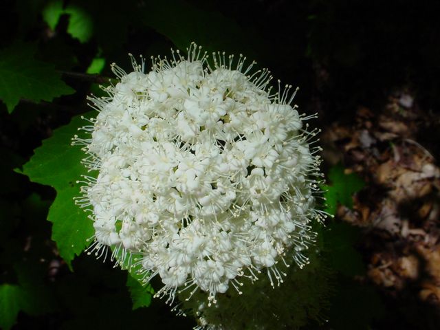 Click to see next picture