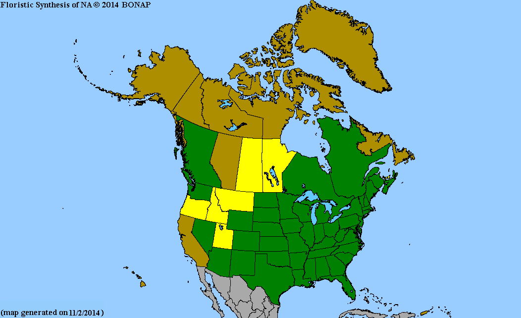 US Wildflower - American Germander, Wood Sage, Canada Germander ...