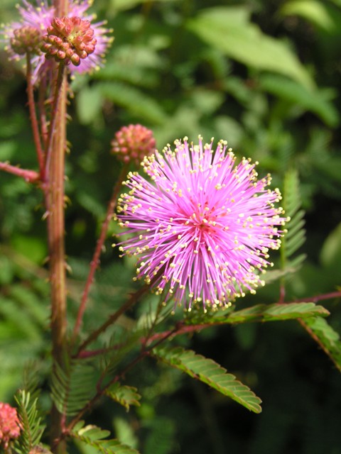 Mimosa microphylla 