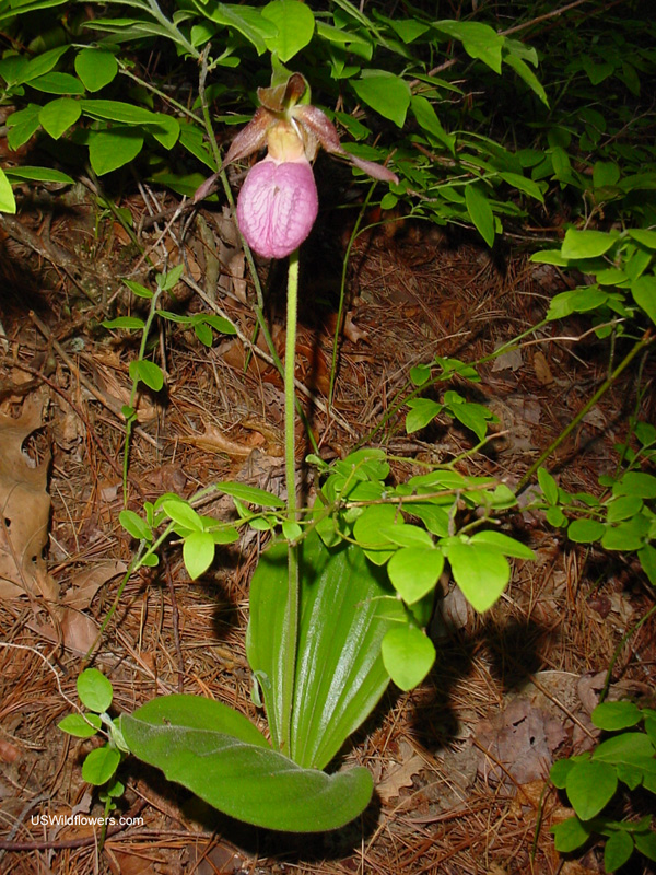 Cypripedium acaule