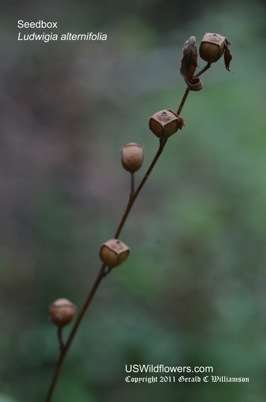 Ludwigia alternifolia Seedbox
