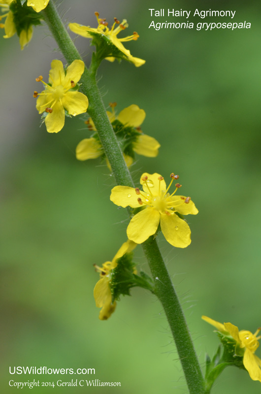 Yellow Wildflowers For Rhode Island