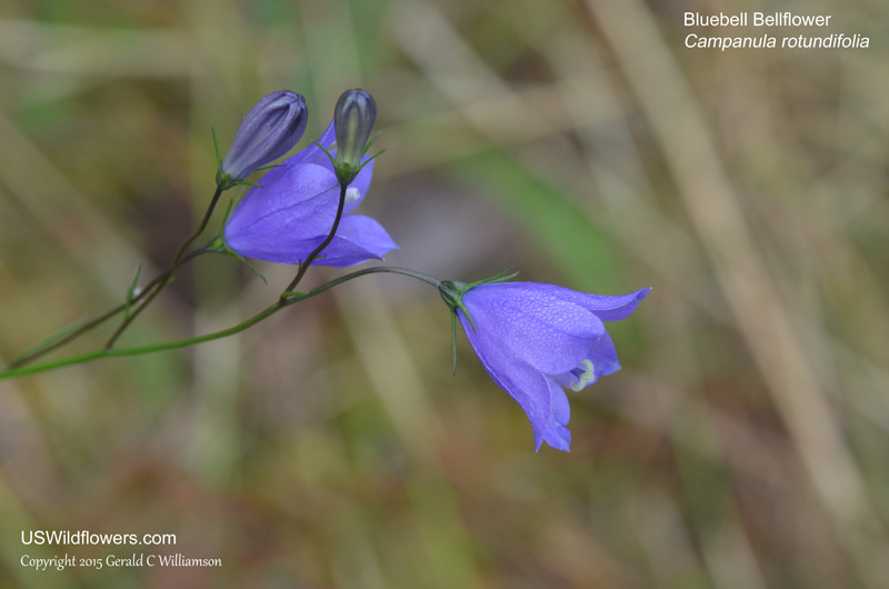 Blue Wildflower Veil – Belle Botanical Creations LLC