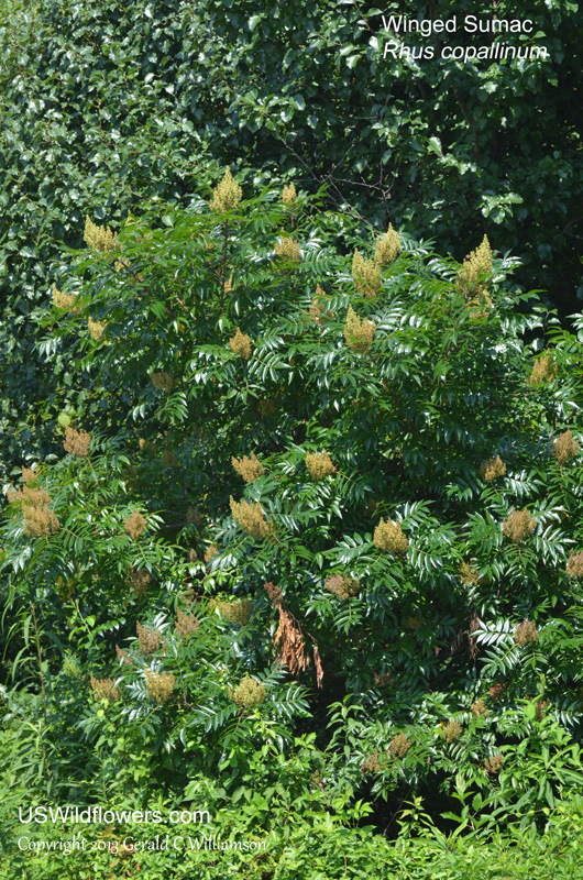 Rhus copallinum (Winged Sumac)