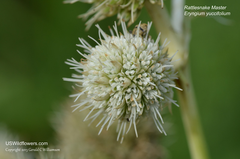 Eryngium yuccifolium                         