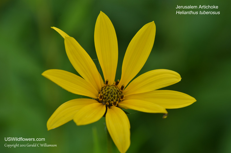 Helianthus tuberosus