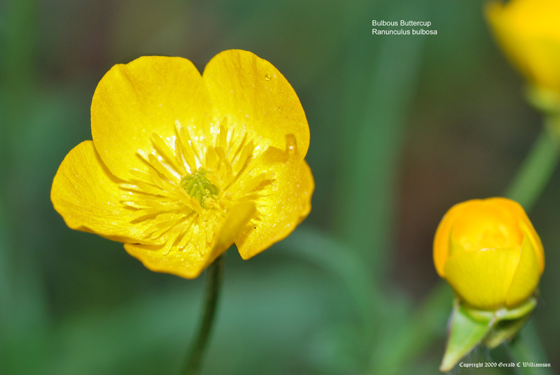Us Wildflower S Database Of Yellow Wildflowers For Washington