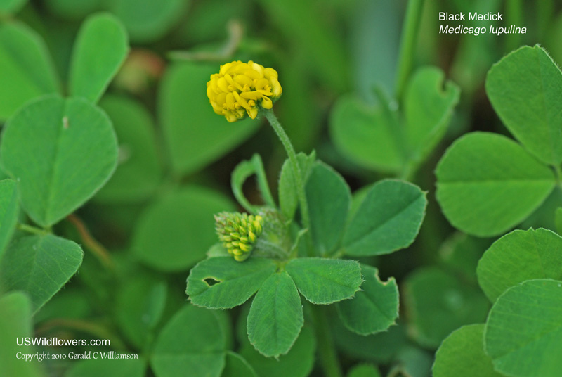 What Is The Weed That Looks Like Clover With Yellow Flowers at James ...