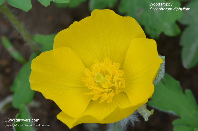 Wildflower Name Garland – Alé and Poppy