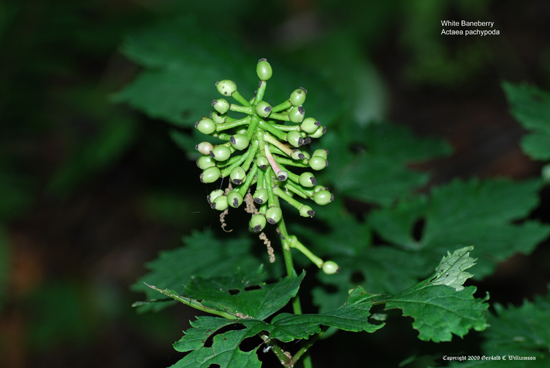 White Baneberry (Doll's Eyes): Care & Growing Guide
