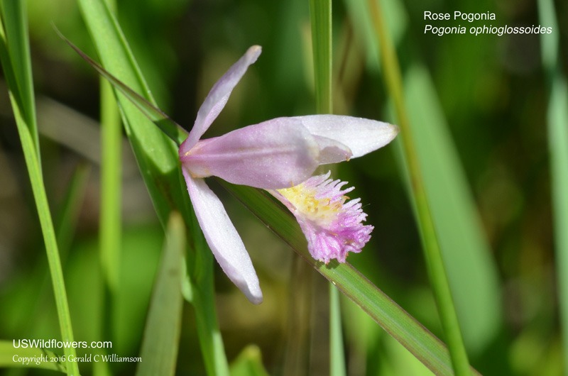 Native Orchids of the Southern Appalachian Mountains, Stanley L. BENTLEY