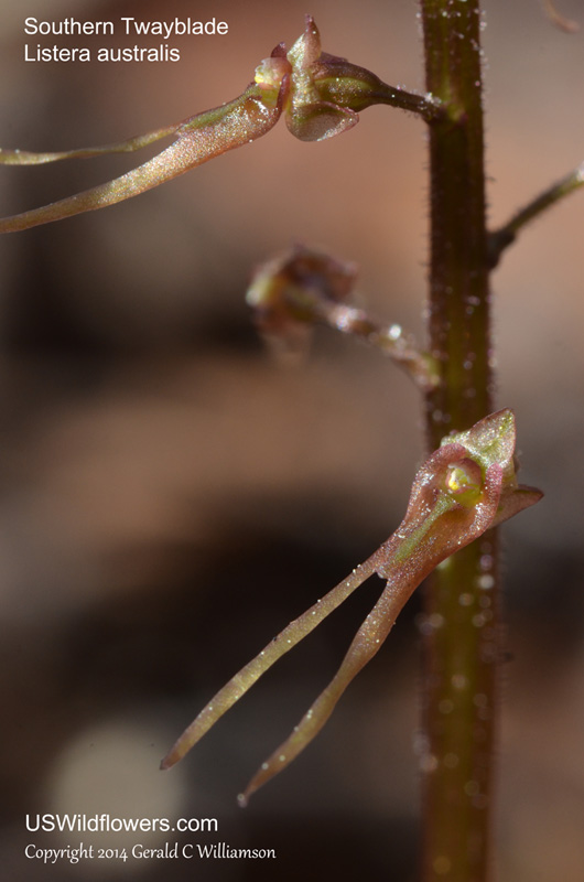 Listera australis