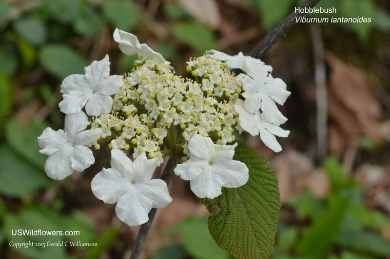 Viburnum lantanoides