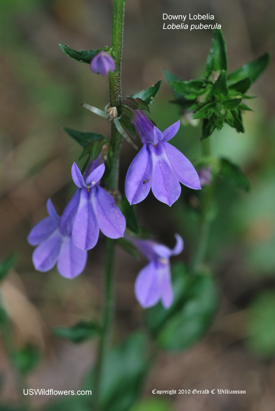 US Wildflower - Downy Lobelia - Lobelia puberula