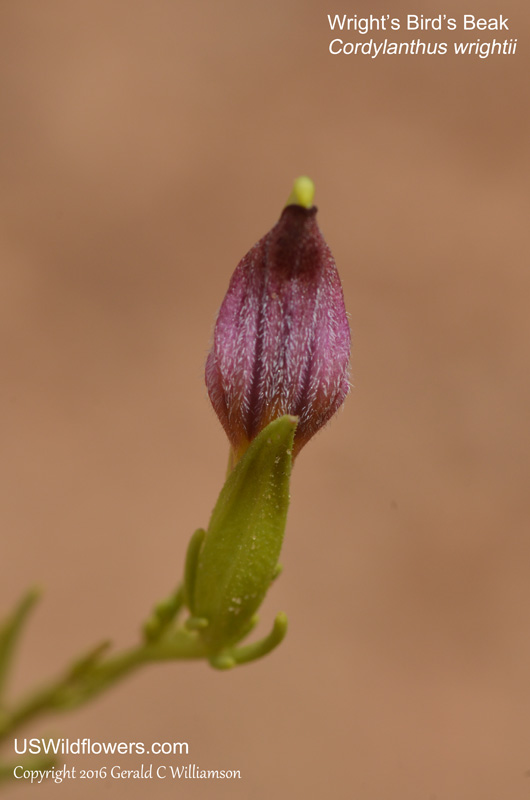 Cordylanthus wrightii