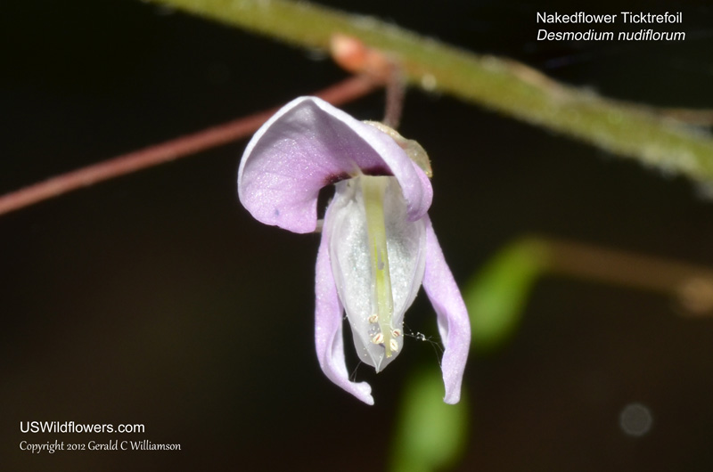 Desmodium nudiflorum (Naked-flower Tick-trefoil 