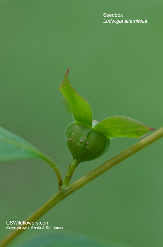 Seedbox (Ludwigia alternifolia)