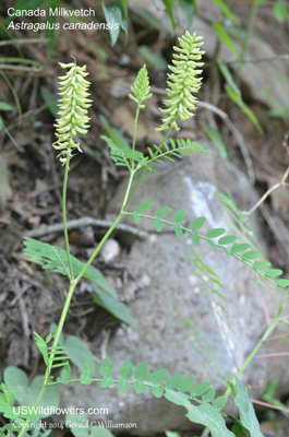 Astragalus canadensis