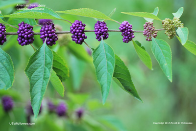 White Fruited American Beautyberry, French Mulberry, Wild Goose's Berry,  American Mulberry