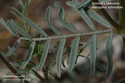 Astragalus schmolliae