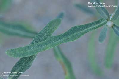Melampodium leucanthum