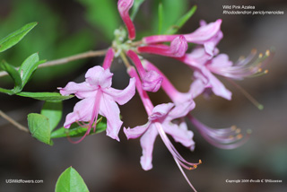 Rhododendron periclymenoides