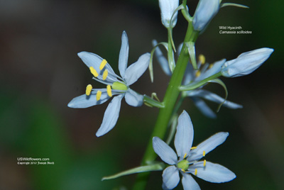 Wild Hyacinth; Atlantic Camas - Camassia scilloides