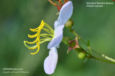 Maryland Meadow Beauty, Pale Meadow Beauty - Rhexia mariana