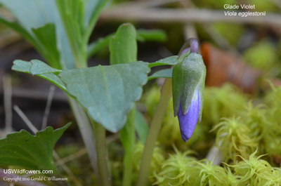 Viola egglestonii