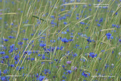 Cornflower (Bachelor's Button)  Missouri Department of Conservation