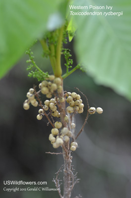 Toxicodendron rydbergii